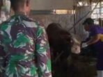 TMMD Ke-129: Layanan Penyuntikan Hewan Ternak untuk Dukung Peternak di Kesongo