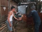 Program Kesehatan Hewan Ternak dalam TMMD Ke-129 Kodim 0813/Bojonegoro