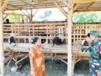 Kedekatan TNI dan Peternak di TMMD 129 Bojonegoro