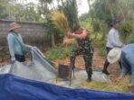 Dukungan Babinsa Takmung untuk Kesejahteraan Petani Melalui Ubinan