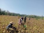 Dukungan Babinsa untuk Petani di Kobalima