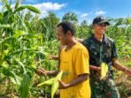 TNI dan Masyarakat Supiori Perkuat Ketahanan Pangan Lewat Panen Jagung Program Permata TNI dan Masyarakat Supiori Perkuat Ketahanan Pangan Lewat Panen Jagung Program Permata