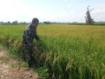 Tingkatkan Ketahanan Pangan, Babinsa Koramil 03/Maritengngae Pantau Penanaman Padi di Talumae Tingkatkan Ketahanan Pangan, Babinsa Koramil 03/Maritengngae Pantau Penanaman Padi di Talumae