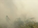 Aksi Heroik Tim Gabungan Terjang Kabut Asap Demi Padamkan Karhutla di Desa Sungai Kapitan Aksi Heroik Tim Gabungan Terjang Kabut Asap Demi Padamkan Karhutla di Desa Sungai Kapitan