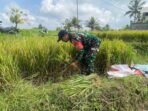 Wujudkan Ketahanan Pangan, Babinsa Timuhun Bantu Petani Panen Padi Manual