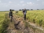 Pemantauan Luas Tanam Padi di Sidenreng oleh Babinsa Pemantauan Luas Tanam Padi di Sidenreng oleh Babinsa